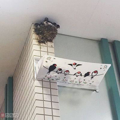 ツバメの糞被害