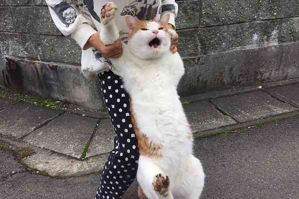 一人暮らしで猫を飼う。