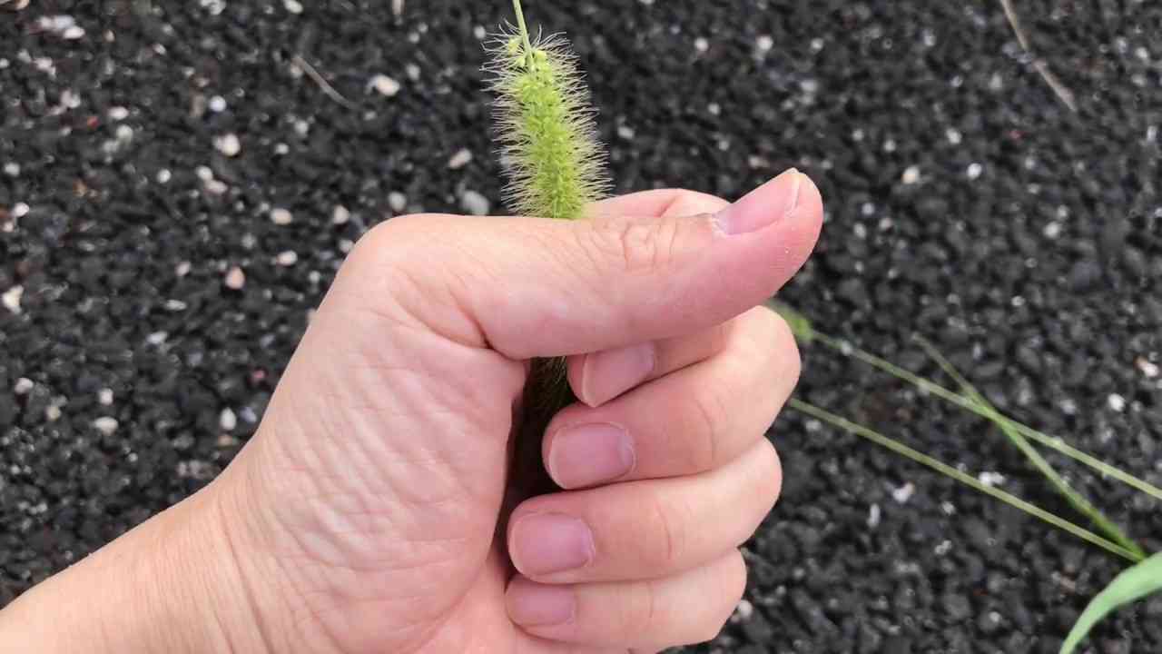 エノコログサの毛虫イモムシの遊び方 - YouTube