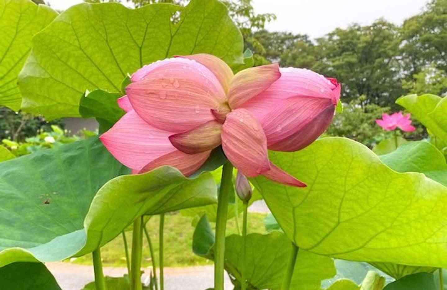 日本書紀にも書かれた「吉兆」現る　大船の植物園で超絶珍しい「双頭蓮」が開花(全文表示)｜Jタウンネット