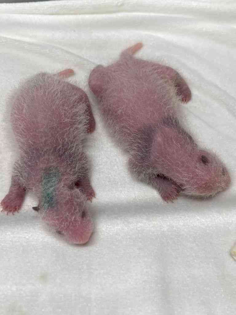 双子パンダ、模様うっすら　性別はまだ不明―上野動物園
