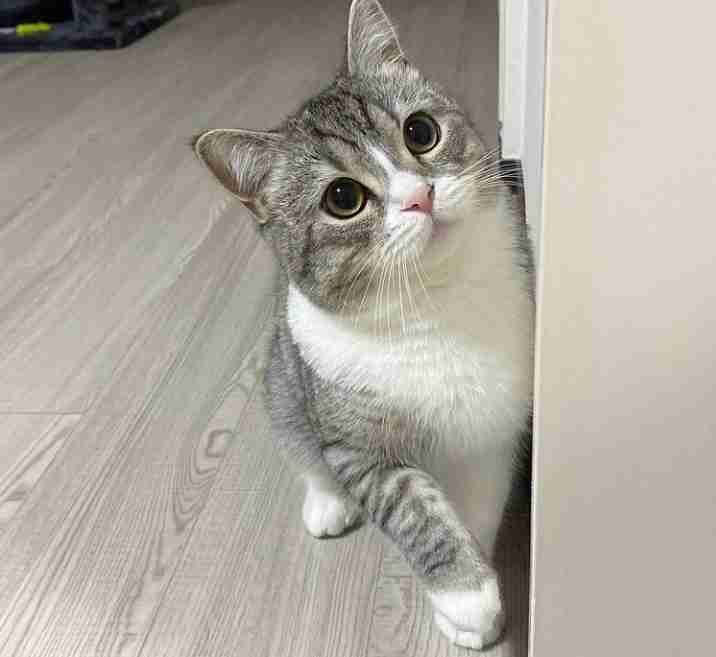 ペット系YouTuberについて語りたい　Part3