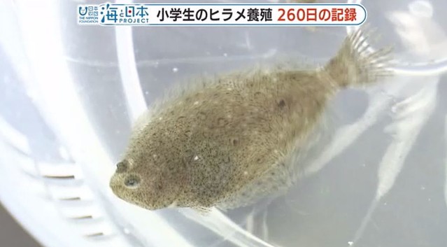 名前を付けて育てたヒラメを食べられる?海に逃がしたい…小学生が命の授業で260日後に下した決断