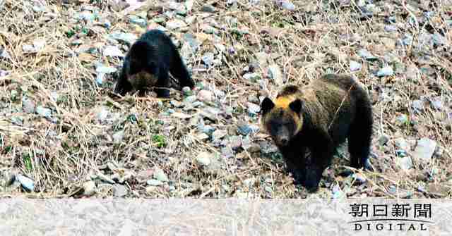 ヒグマが飼い犬3匹襲い、1匹死ぬ　北海道羅臼町
