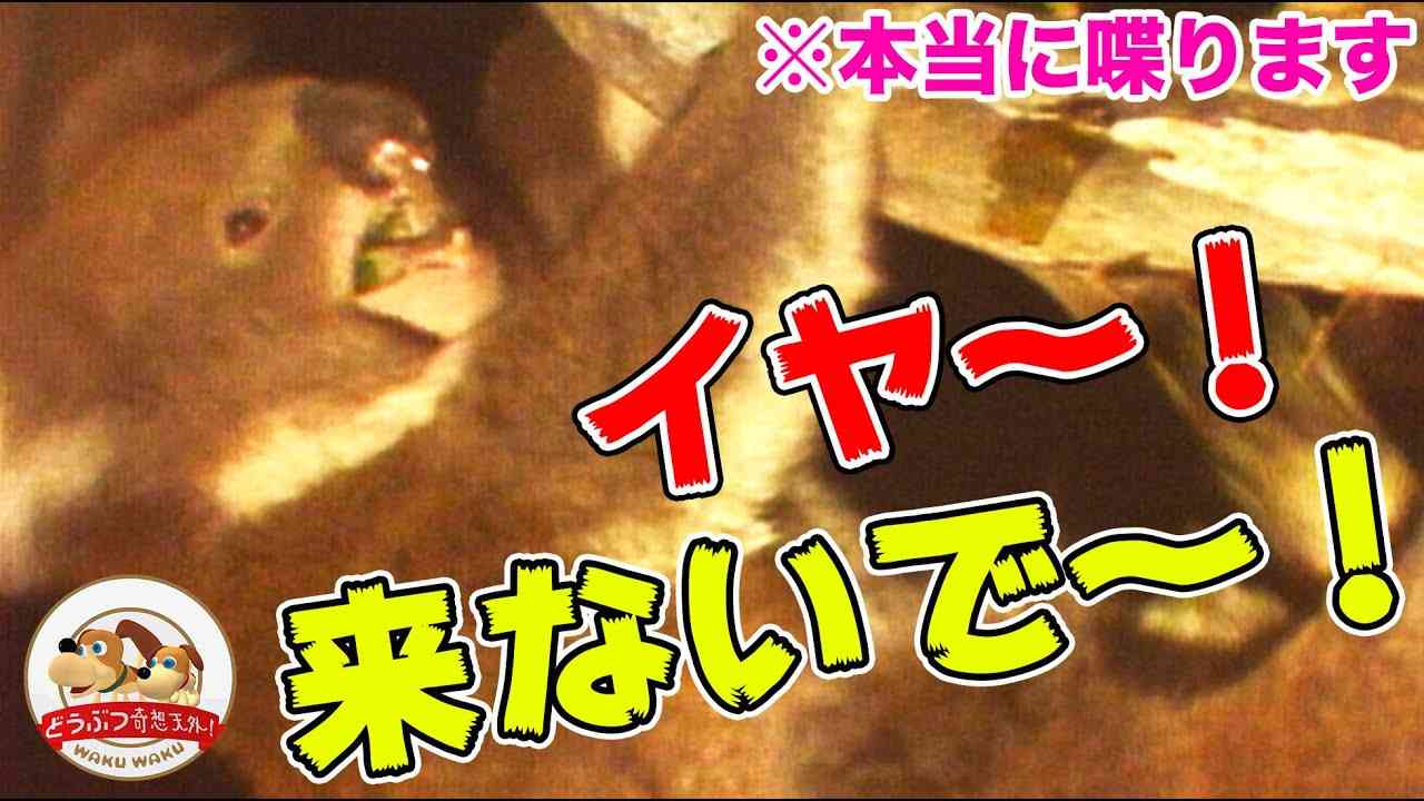 メスがこの顔の時は 近づくな コアラの生態紹介が話題 担当者 面白さだけが先走らないように ガールズちゃんねる Girls Channel