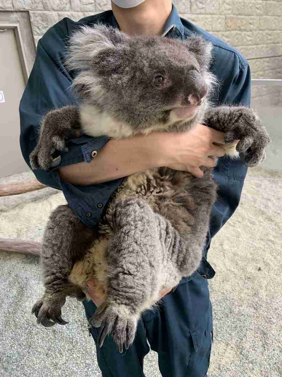 メスがこの顔の時は 近づくな コアラの生態紹介が話題 担当者 面白さだけが先走らないように ガールズちゃんねる Girls Channel