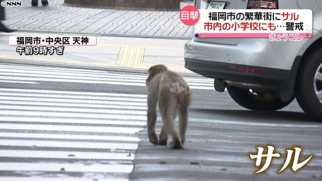 「窓閉めて！」福岡市の中心部にサルが出没（日本テレビ系（NNN）） - Yahoo!ニュース