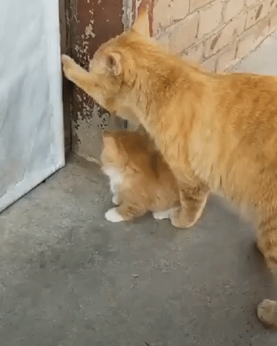 可愛いドアの画像を貼るトピ