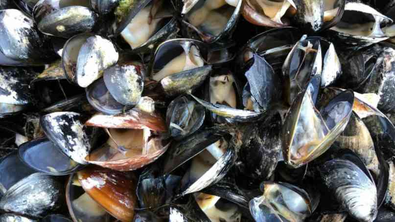 ムール貝やアサリなど10億匹以上が海岸でゆで上がってしまう - GIGAZINE