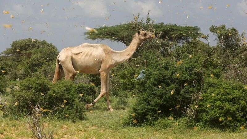 イナゴの大群、新たに大発生の予兆。国連「資金がない。駆除できなくなる」とSOS（今井佐緒里） - 個人 - Yahoo!ニュース