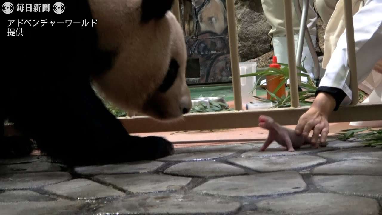 パンダの赤ちゃん誕生　アドベンチャーワールドの良浜、2年ぶり7回目の出産 - YouTube