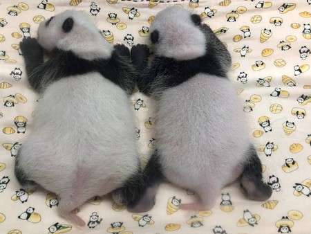 双子パンダ、白い毛も まぶた閉じるしぐさ―上野動物園