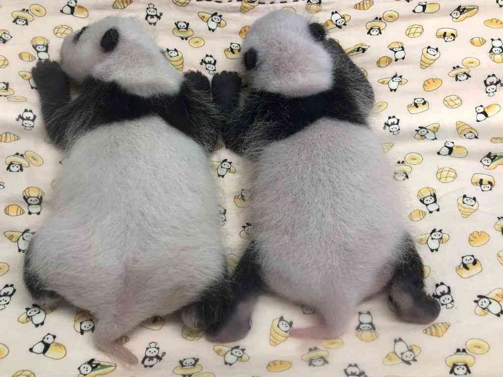 双子パンダ、白い毛も　まぶた閉じるしぐさ―上野動物園：時事ドットコム