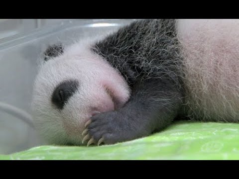 双子パンダ、白い毛も　まぶた閉じるしぐさ - YouTube