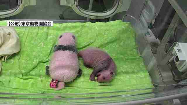 双子パンダはオスとメス 名前は一般公募で