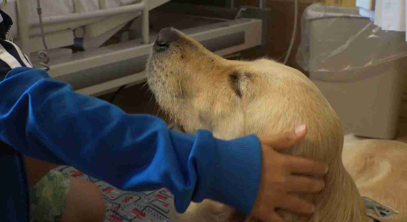 犬に感情はあるか ガールズちゃんねる Girls Channel