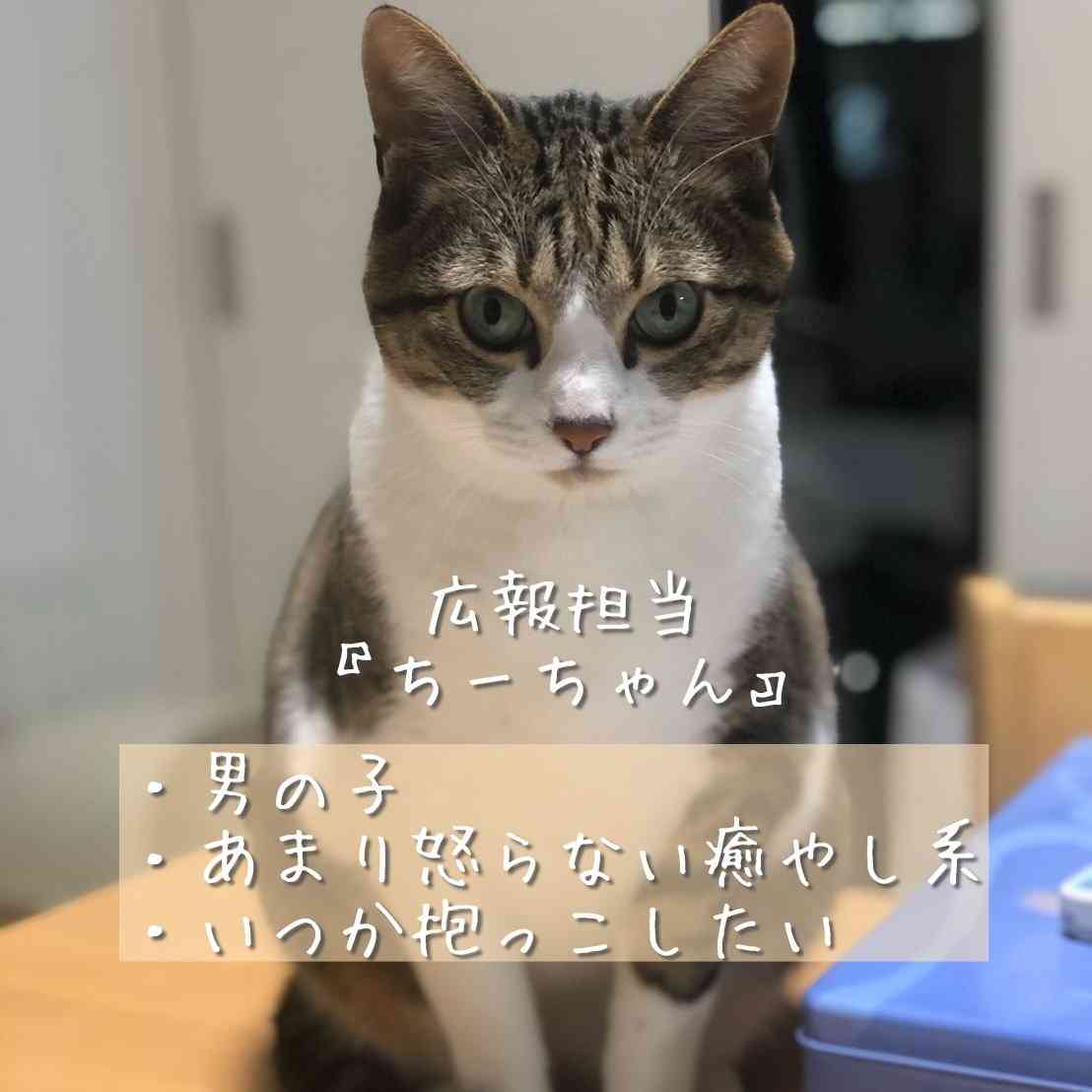 佐々木蔵之介さんの実家の酒蔵には、3匹の「お偉いにゃん」がいるらしい　若手社員は全員「部下」
