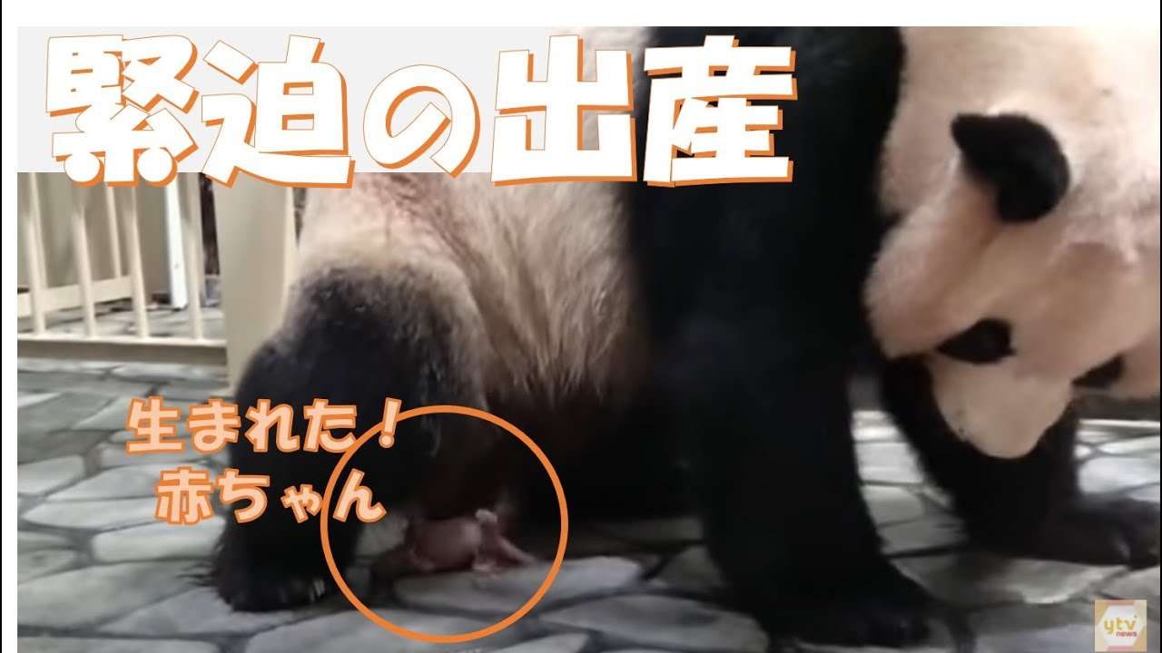 パンダファミリー最新特集2021！白浜パンダ出産の舞台ウラ…コロナ禍で大きな試練 - YouTube