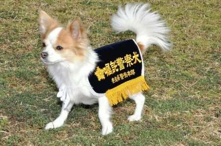 色んな警察犬、救助犬が見たい！
