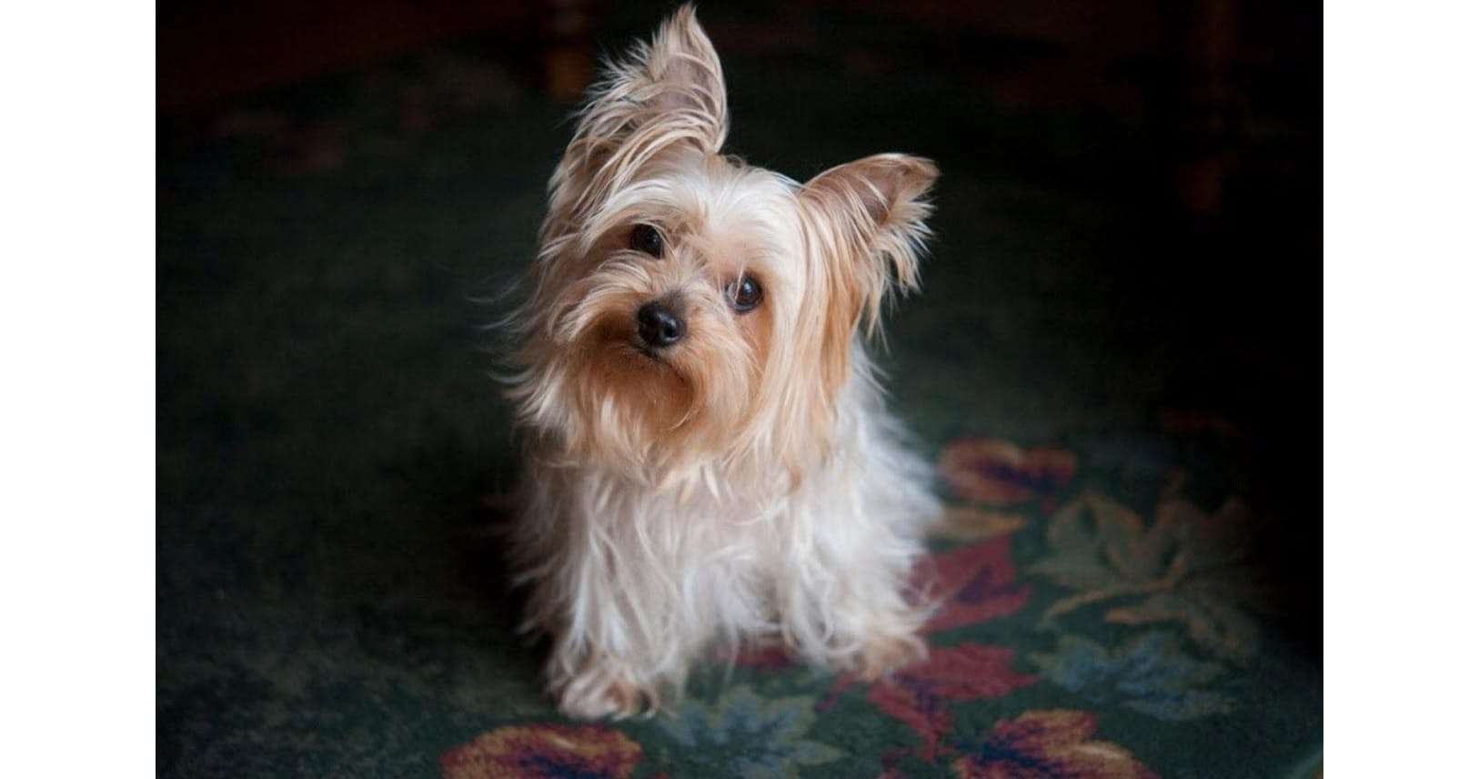 犬に感情はあるか ガールズちゃんねる Girls Channel