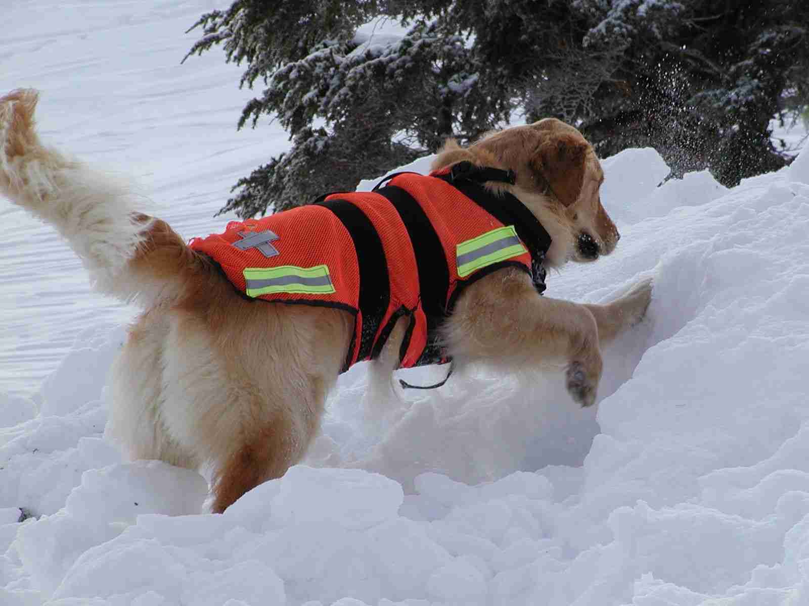 色んな警察犬、救助犬が見たい！