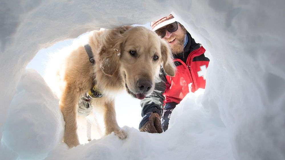 色んな警察犬、救助犬が見たい！