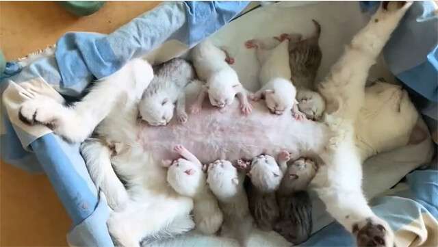 がんばれお母さん！8匹の子猫に平等にお乳を与える母猫の授乳スタイル : カラパイア