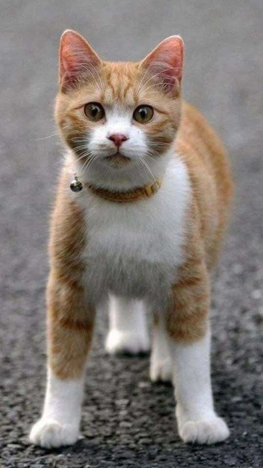 多分死ぬまで好きでいると思うもの