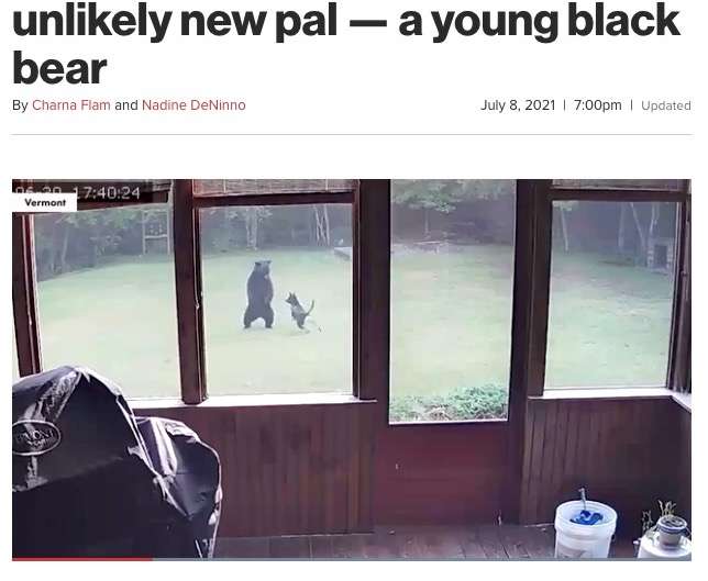 裏庭で犬が一緒に遊んでいたのは野生のクマ　“友情”に驚く飼い主（米）