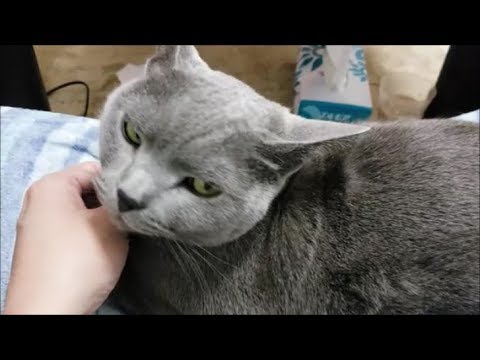 冗談で「すずまろはバカー♪」って歌った瞬間ブチギレられた　1:33～ - YouTube