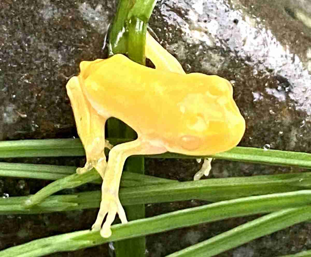 珍しい黄色いカエル見つけたら小さなラッキーに遭遇　福井県の男性「幸運のカエル」 | 社会 | 福井のニュース | 福井新聞ONLINE
