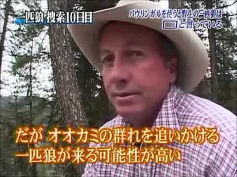 【トリビアの種】バウリンガルを使うと野生の一匹狼は□□□と言っている【満開】 - YouTube