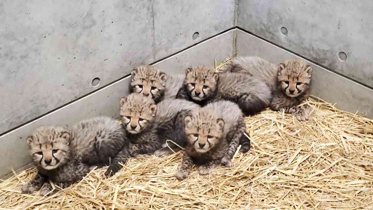 千葉市でチーターの赤ちゃんが一挙に6頭誕生　中には踏まれてしまう子供も