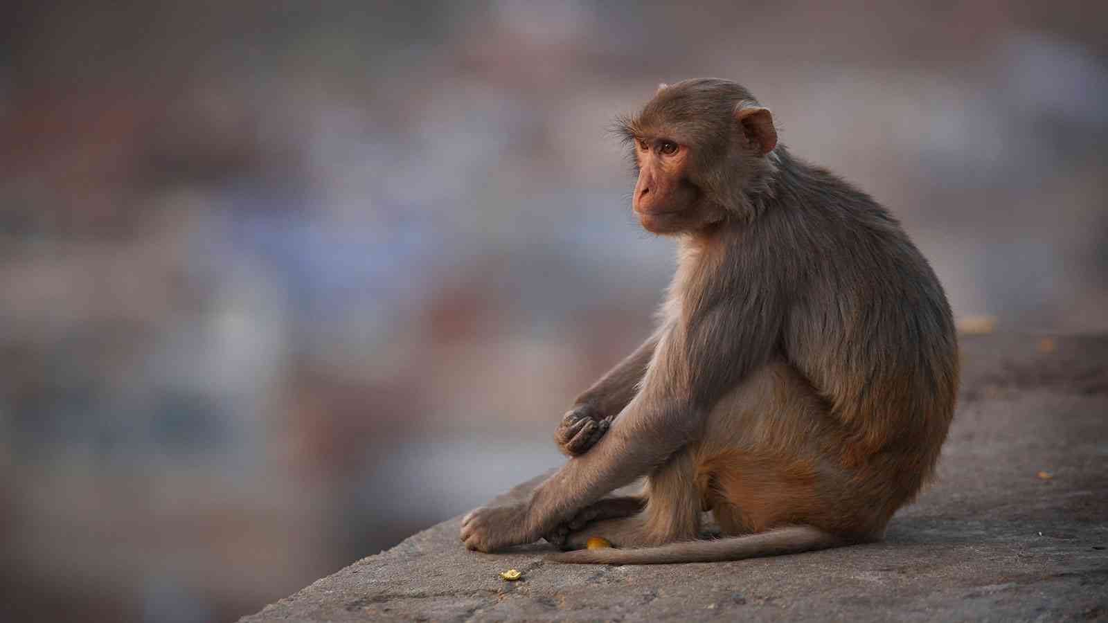 「致死率80％」のBウイルス病によって、中国で初の死者を確認 | 米国でもサル痘ウイルス感染者が発生 | クーリエ・ジャポン