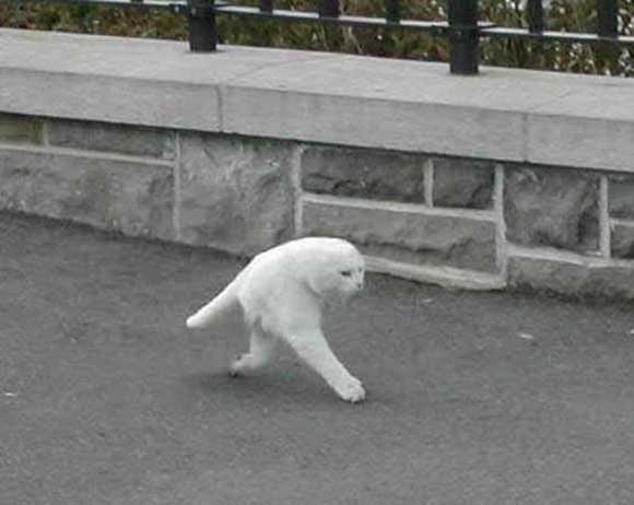 芸術作品の中の猫