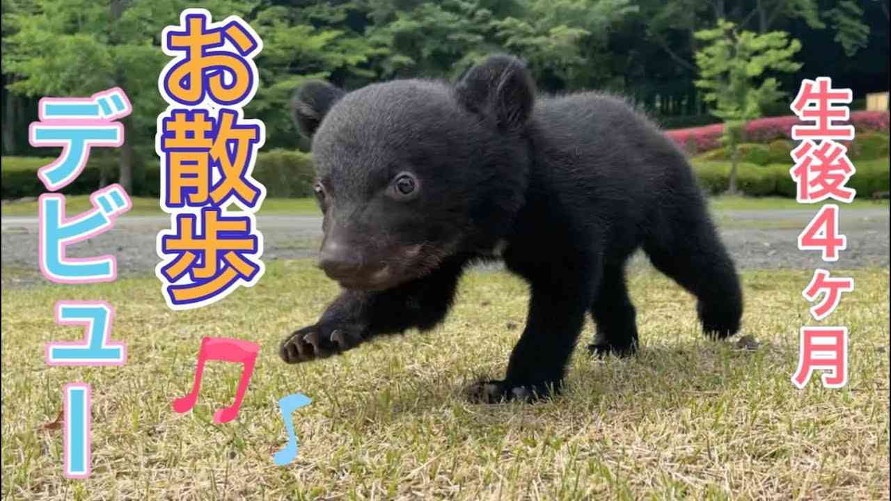 【生後4ヶ月】ツキノワグマの赤ちゃん「望鈴ちゃん」お散歩デビュー！ - YouTube