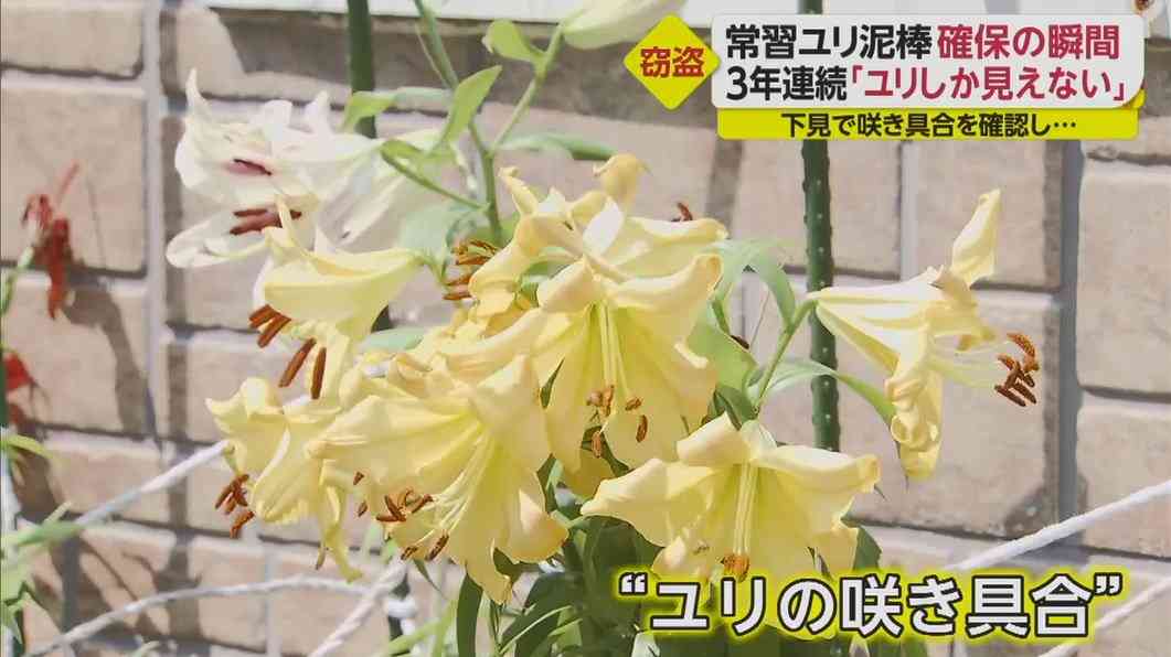 3年連続で起きていたユリ泥棒、常習犯を逮捕「ユリしか見えない」