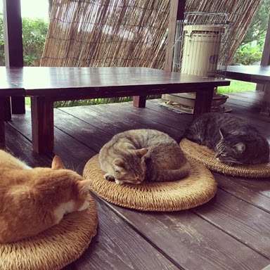 夏が嫌いすぎる人集まれ～！