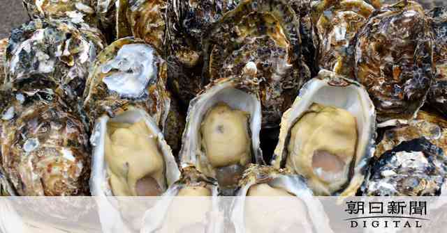 「江戸前オイスター」濃厚ジューシー　ノリに続き全国へ：朝日新聞デジタル