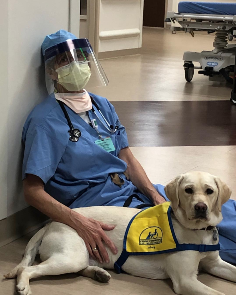 色んな警察犬、救助犬が見たい！