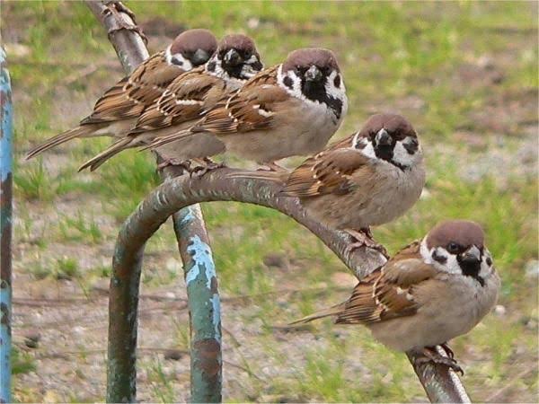 こっち見んな画像を貼るトピ