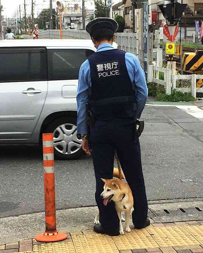 色んな警察犬、救助犬が見たい！