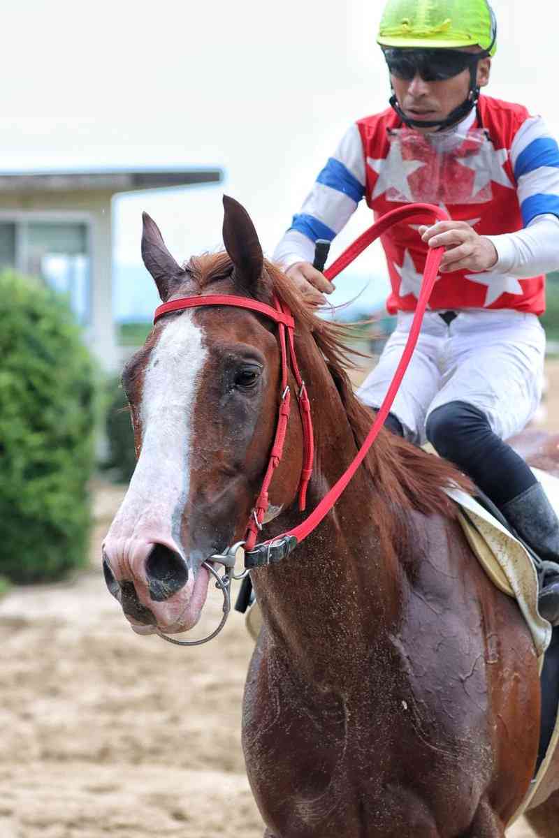 (競馬)明日の宝塚記念を予想しましょう!