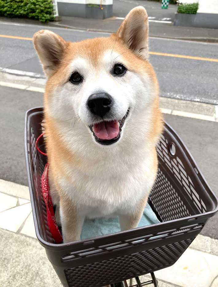 柴犬「公園に行けると思った」　注射後の表情に、笑いがこみ上げる