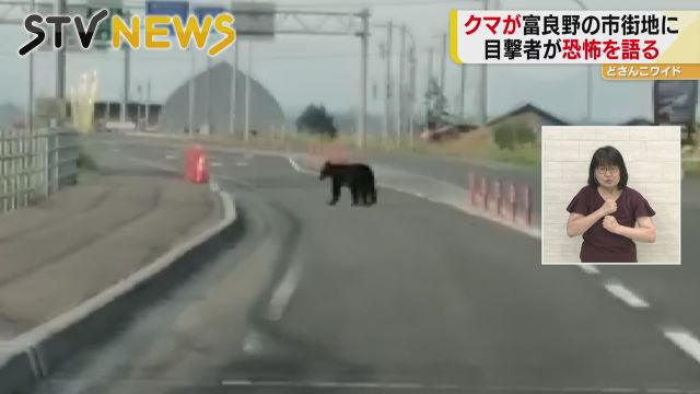 国道に立ちふさがるヒグマ　夏の観光名所にあらわれる｜NNNニュース