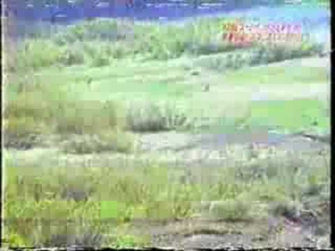 ヒグマに追われる釣り人 - YouTube