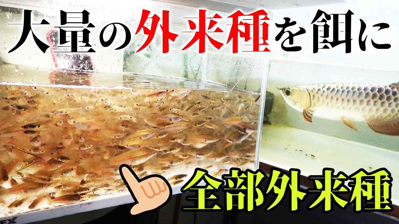 異常繁殖した大量の外来魚を捕獲してアロワナの餌に - YouTube