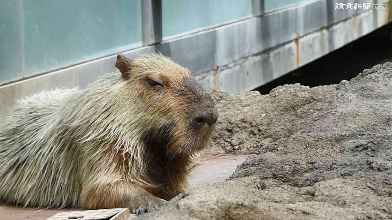 カピバラを語らせてくれ ガールズちゃんねる Girls Channel