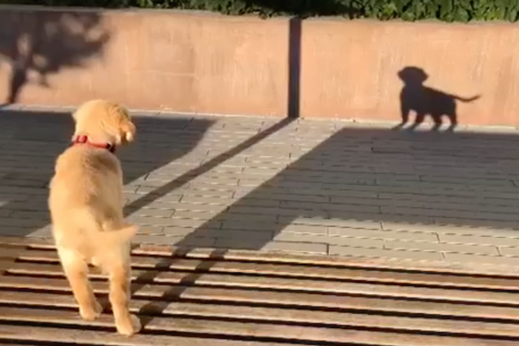 「影まで可愛い」元気あふれまくりの柴犬が話題に! - 「すごい躍動感!」「影がちゃんと柴犬」