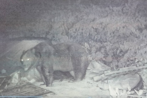 ヒグマ頻出も「撃てない…」　駆除のハンター、銃を奪われる「警察側は早く返して」 | ニコニコニュース